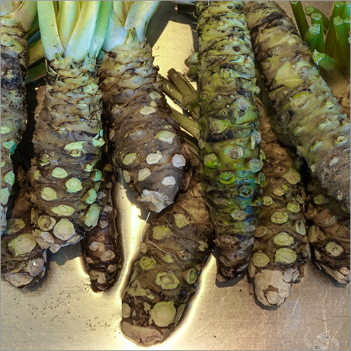 Seasoned Natural Wasabi Roots