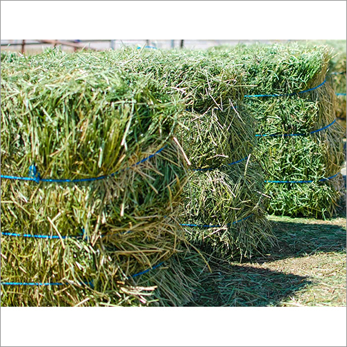 Alfalfa Hay By Meg ZA Impex Pty Ltd