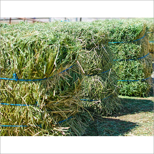 Alfalfa Hay