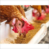 Alkaline Protease