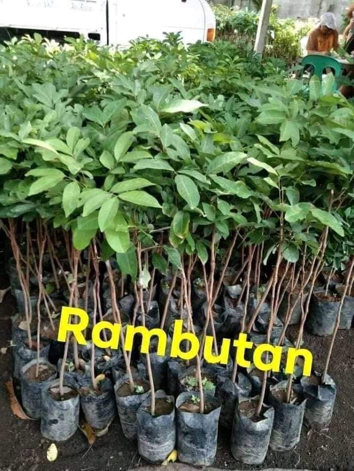 Ram Bhutan Plants