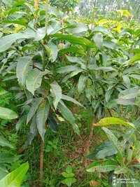 Palmer Mango plants