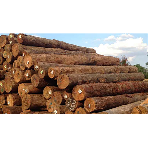 Industrial Pine wood Log