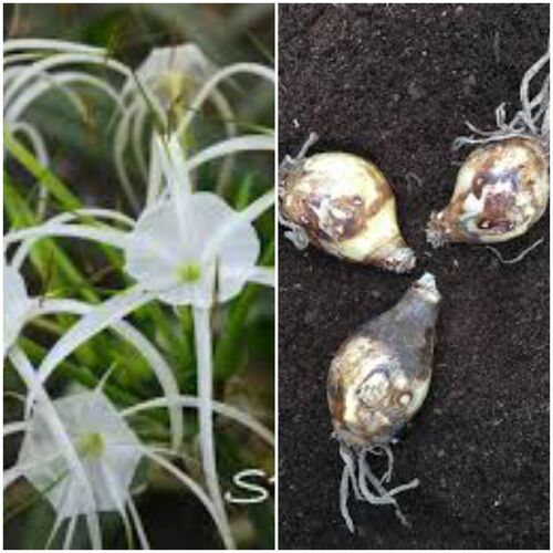 Spider Lily (White)