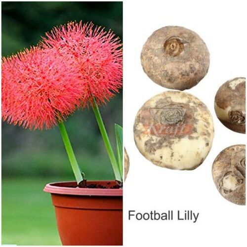 Football Lilly