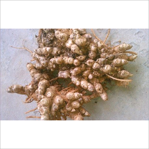 Cultivation Ginger Seeds - Organic High Purity Nil Moisture | Enhances Flavor Medicinal Properties Kitchen Essential