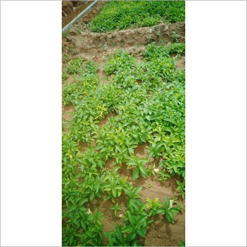 Nannari Anantamul Plant Purity(%): 99%