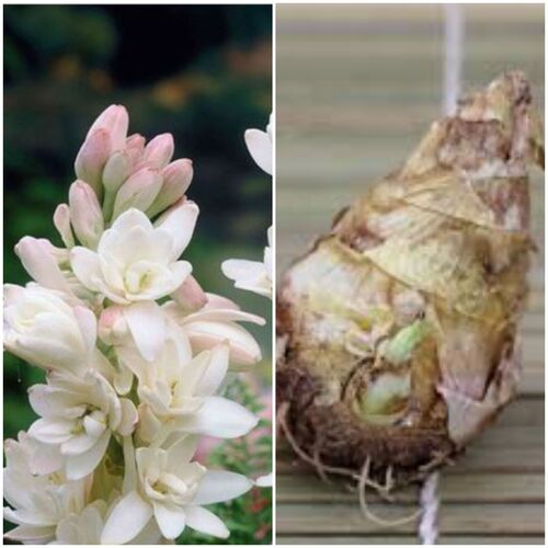 Tuberose Flower Bulb