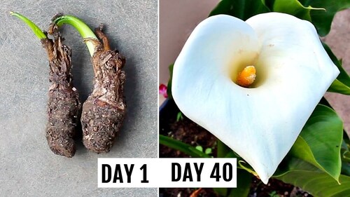 White Cala Lily