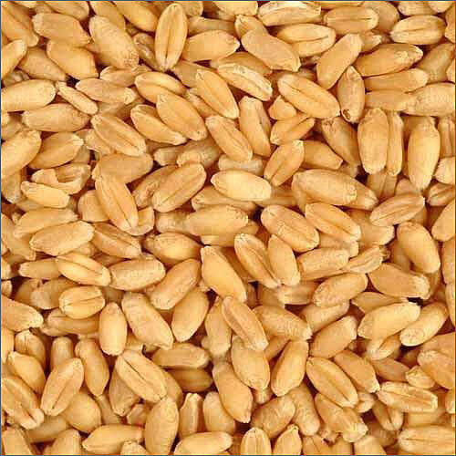 Common Dry Wheat Grains