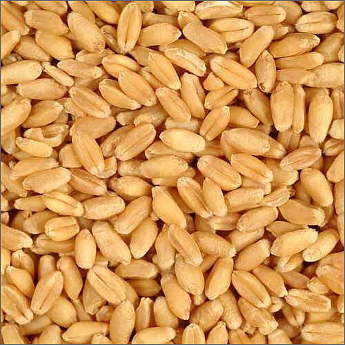Dry Wheat Grains