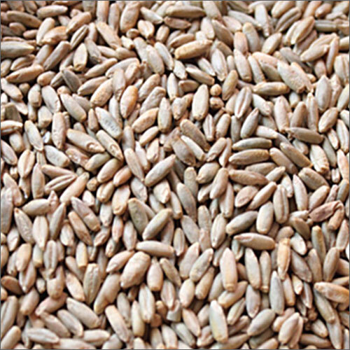 Rye Grain