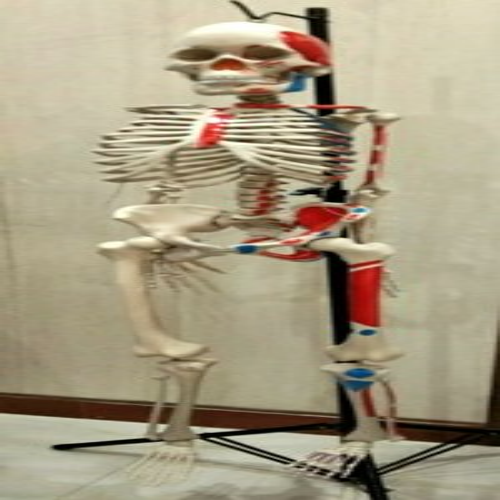 human  Skeleton model