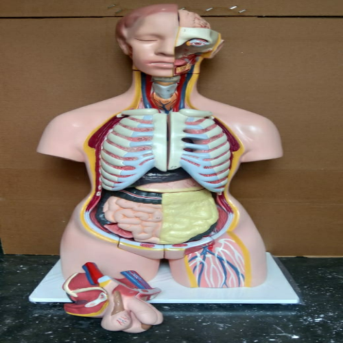 Human Torso Model