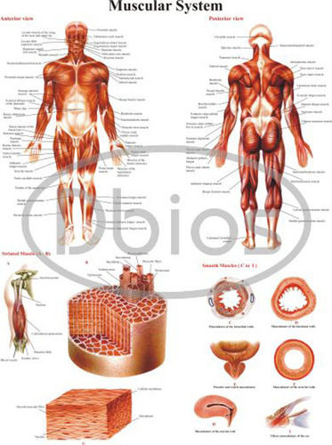 Anatomy Charts