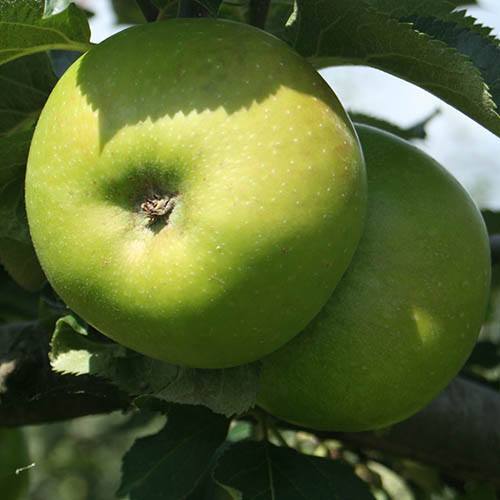 Dorsett Apple Plants