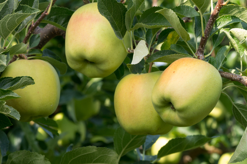 Dorsett Apple Plants