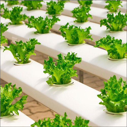 Agriculture Hydroponic System Durable