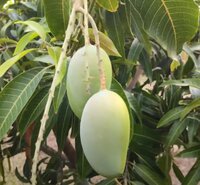 Keshor Mango Plants