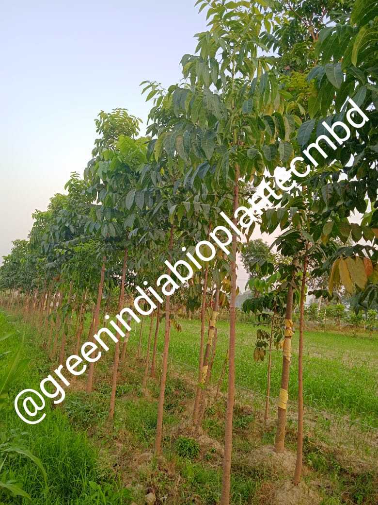 African Mahogany plant
