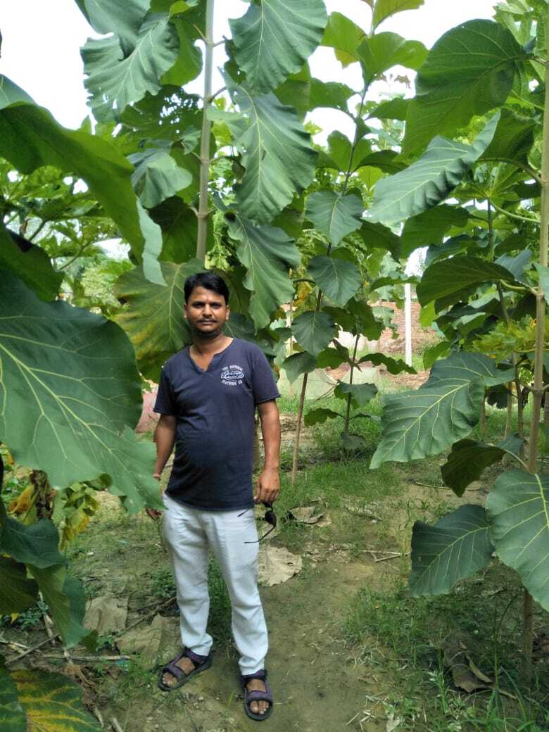 Tissue Culture barman teak sagaun