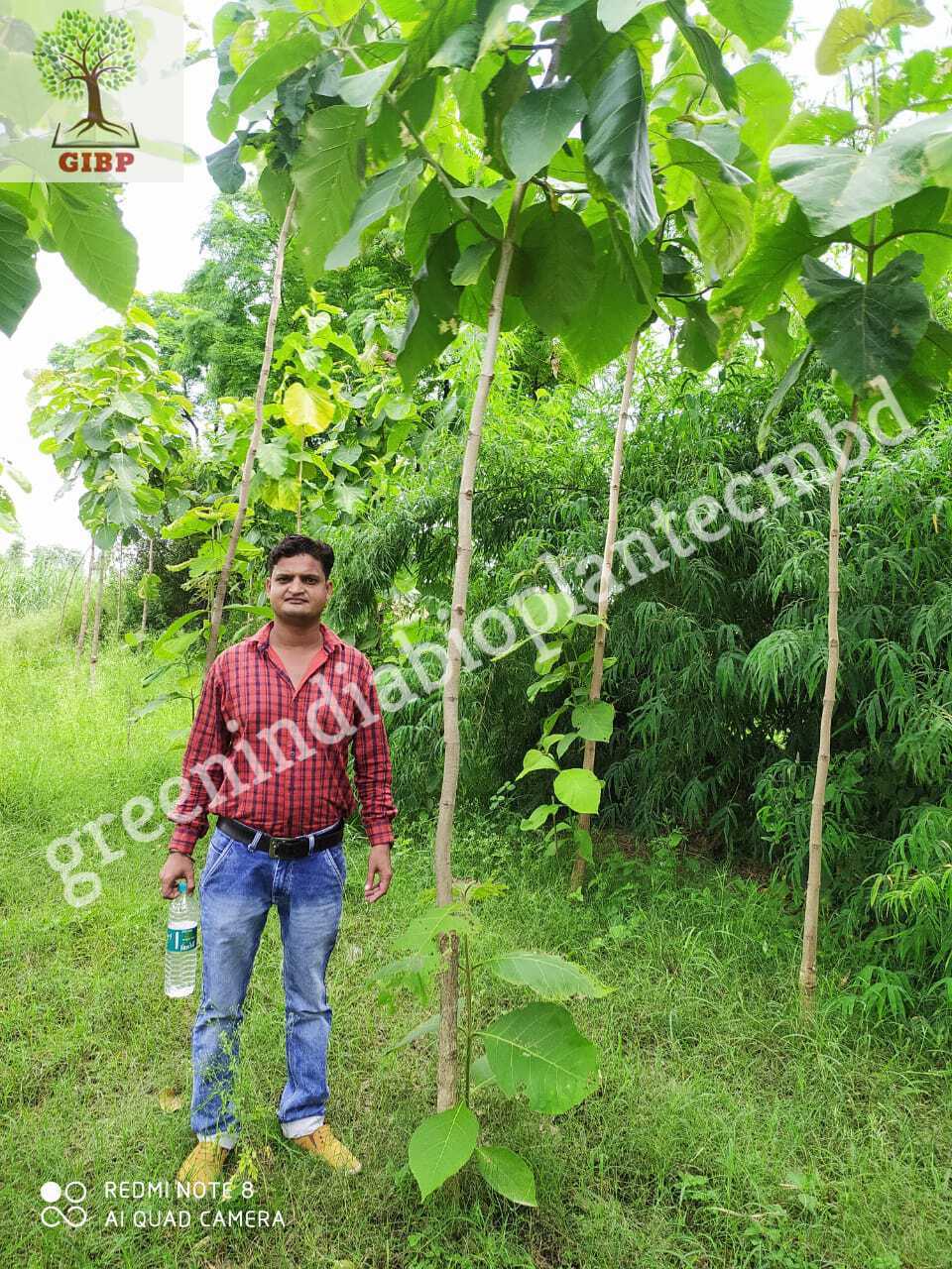 Tissue Culture barman teak sagaun