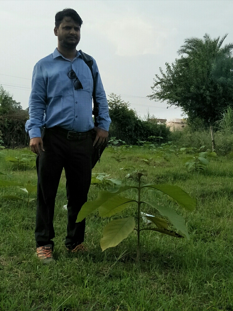Tissue Culture barman teak sagaun