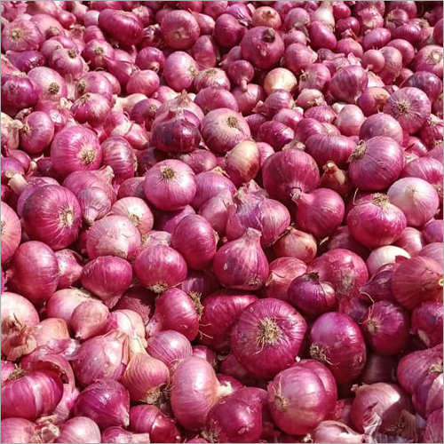 Fresh Red Onion Moisture (%): Nil