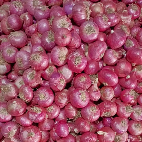 Indian Red Onion Moisture (%): Nil