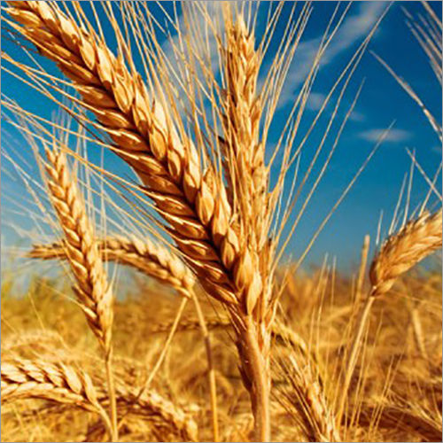 Plant Kernels Barley