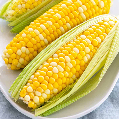 Yellow Fresh Corn