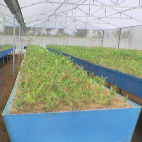 Plantation Trays