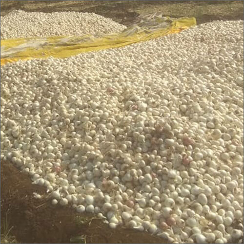 White Onions