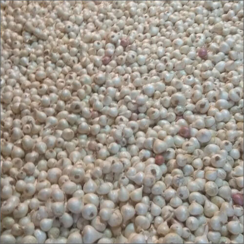 Fresh Garlic