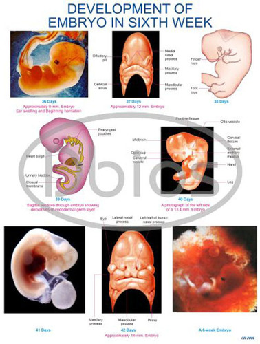 Embryology charts