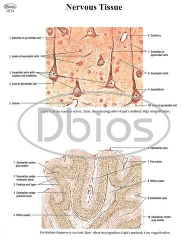 Histology Charts