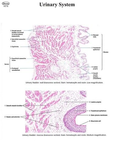 Histological SLIDES