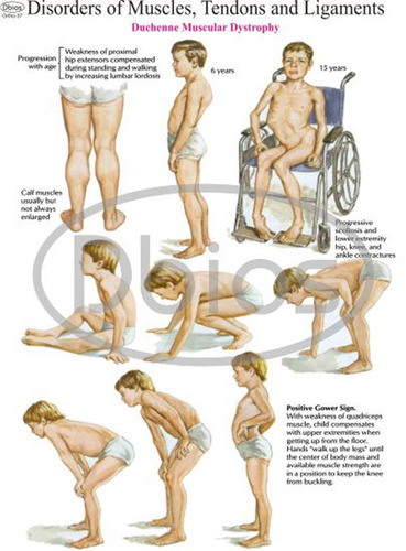 Orthopaedics Chart