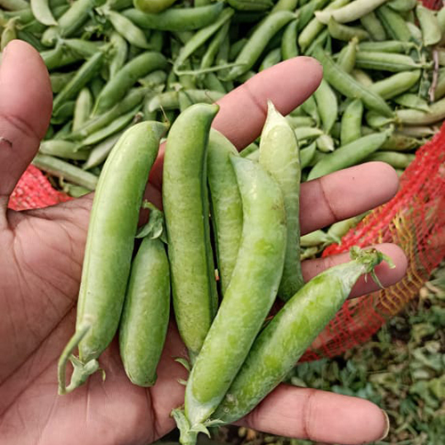 Green Peas Moisture (%): Nil