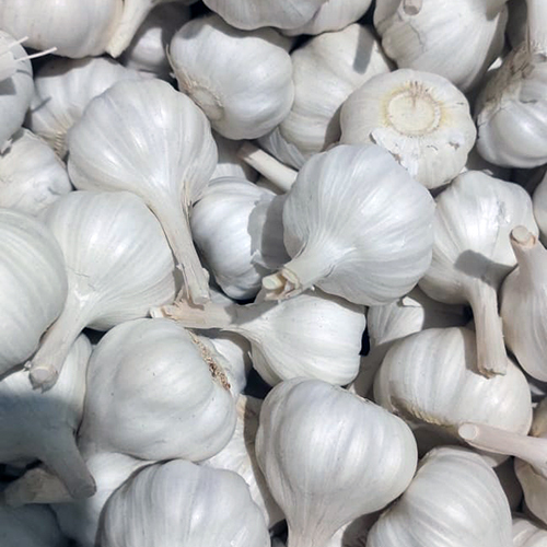 Indian White Garlic Moisture (%): Nil