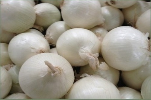 White Onion - Low Moisture, Raw Processing Form, Round Shape | Natural Style, Shelf Life of 1-2 Months, No Preserving Compound