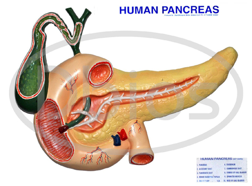 Human Pancreas Physiology Model