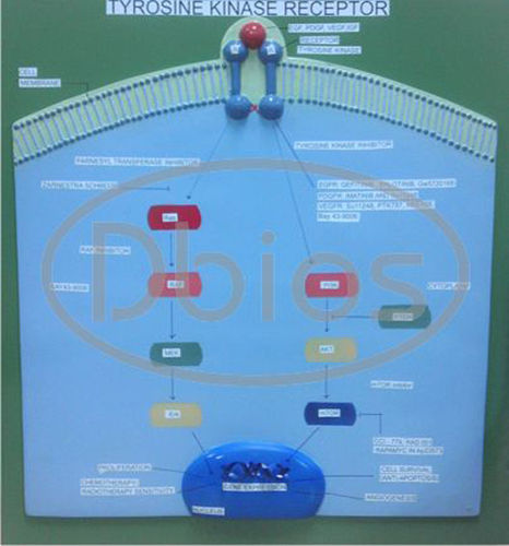 Tyrosine Kinase Receptor Pharmacology Models