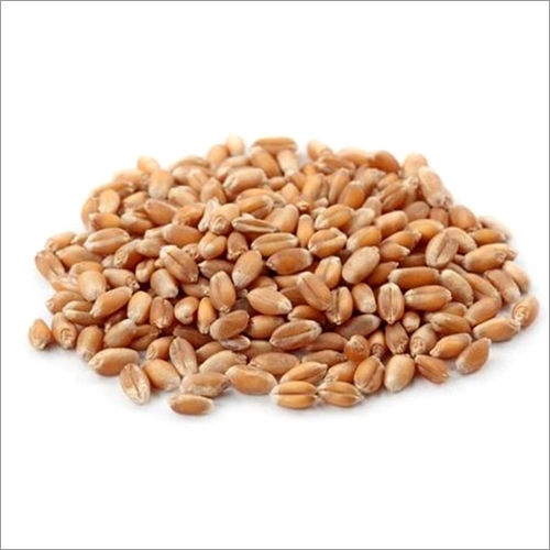 Brown Sortex Wheat