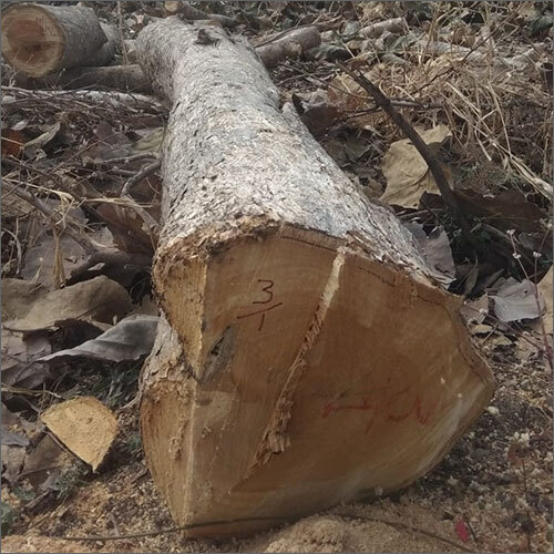 Teak Wood Round Logs By YUVRAJ GHATARE FARM BHANDRAJ