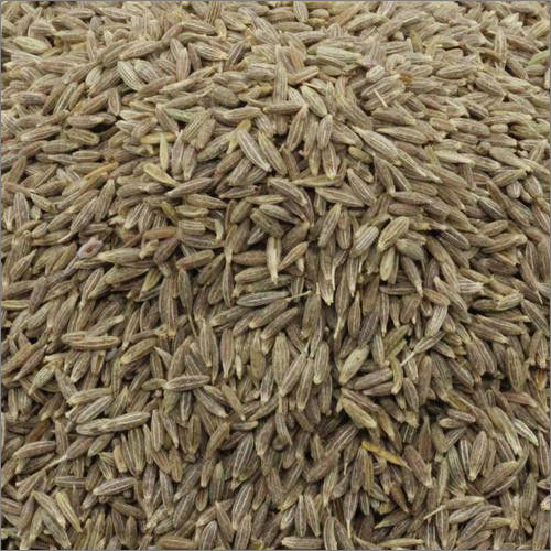 Fresh Cumin Seeds