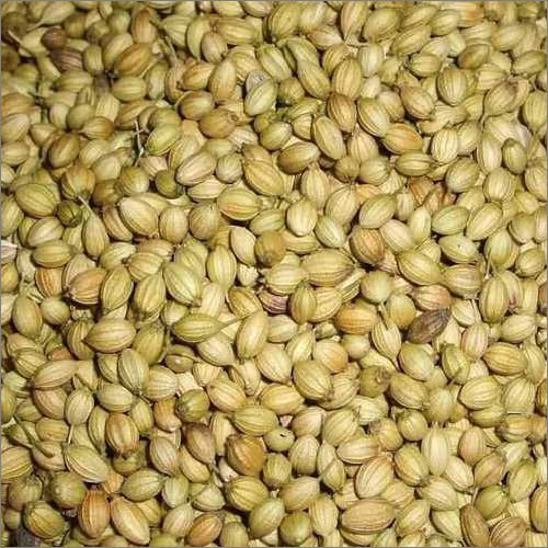 Organic Coriander Seed