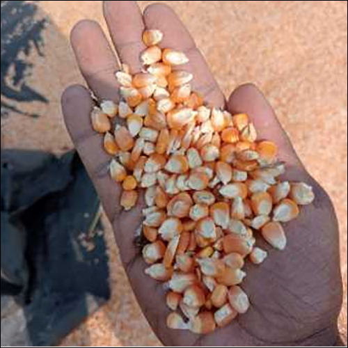 maize seeds