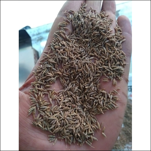 Cumin Seeds Singapore 99