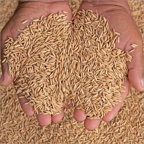 Fresh Paddy Wheat